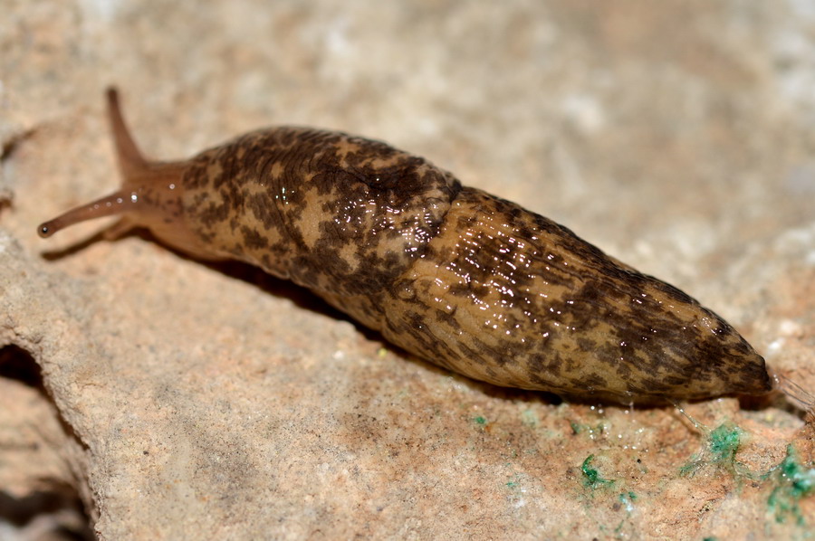 Deroceras del gr. reticulatum dalla campagna romana